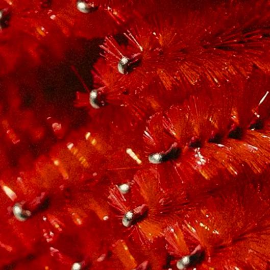 3 (2 week fill) bundle